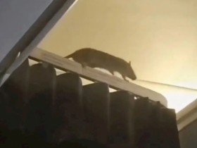 荷兰客机飞行途中惊现老鼠!航班被迫取消彻底检查