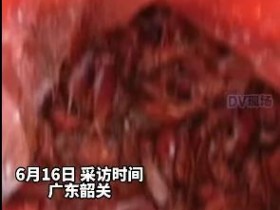 广东一小区蟑螂集体出没 清扫后的虫体多到用桶装!