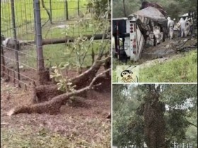德州运蜂卡车翻车致2400万只蜜蜂逃逸 现场宛如末日