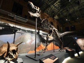 霸王龙展可不只有化石 亚古兽、哥斯拉也是恐龙成彩蛋